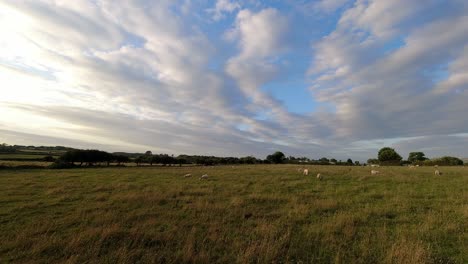 sheep grazing on rural anglesey pasture time lapse as clouds speed across windy welsh countryside