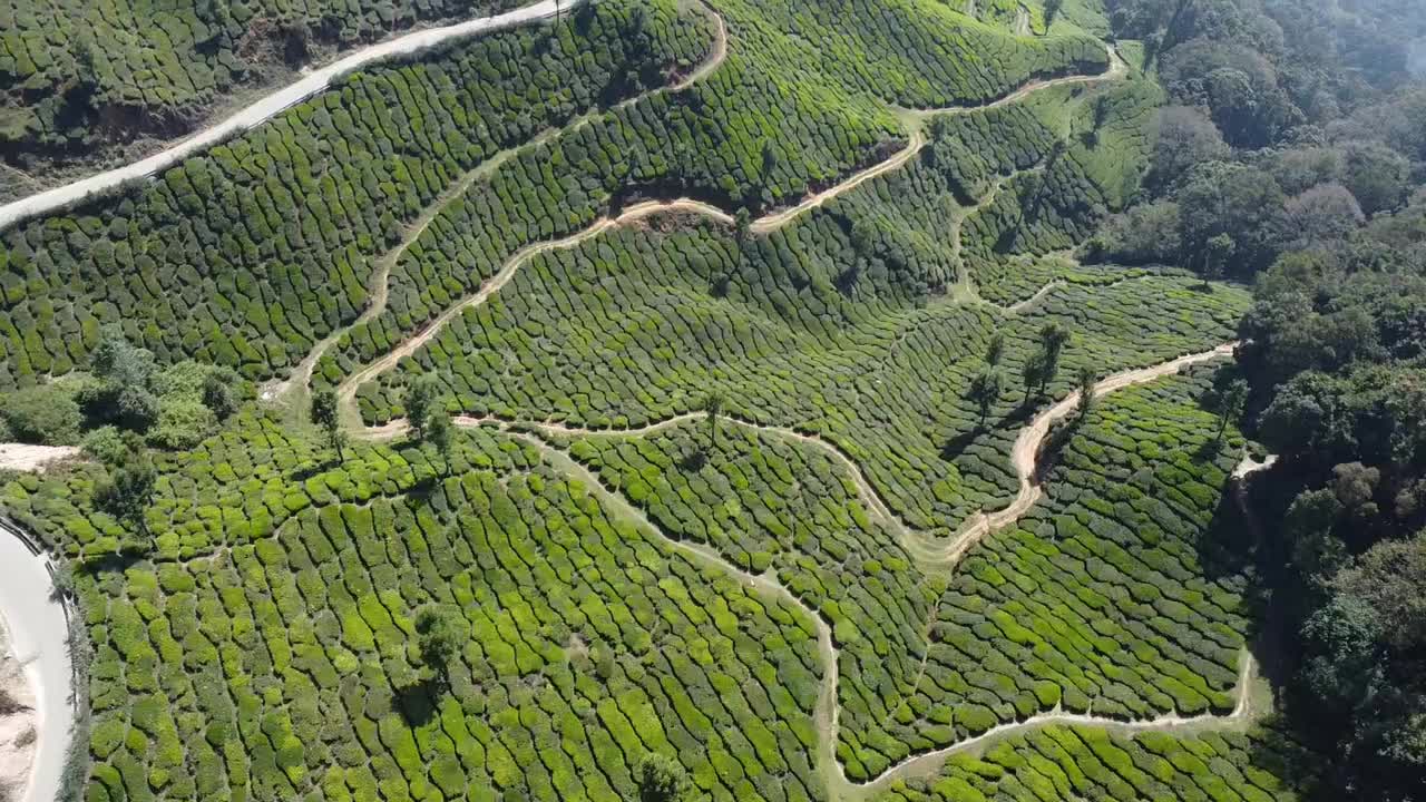 Tea fields in India, Kerala