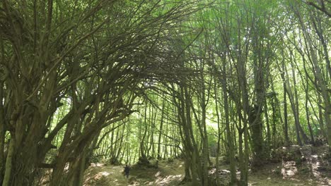 Hombre-Haciendo-Deportes-En-El-Bosque.