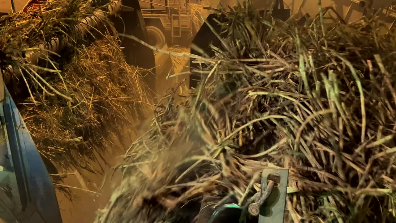 la nueva temporada de trituración de caña de azúcar está en pleno apogeo en una industria a gran escala