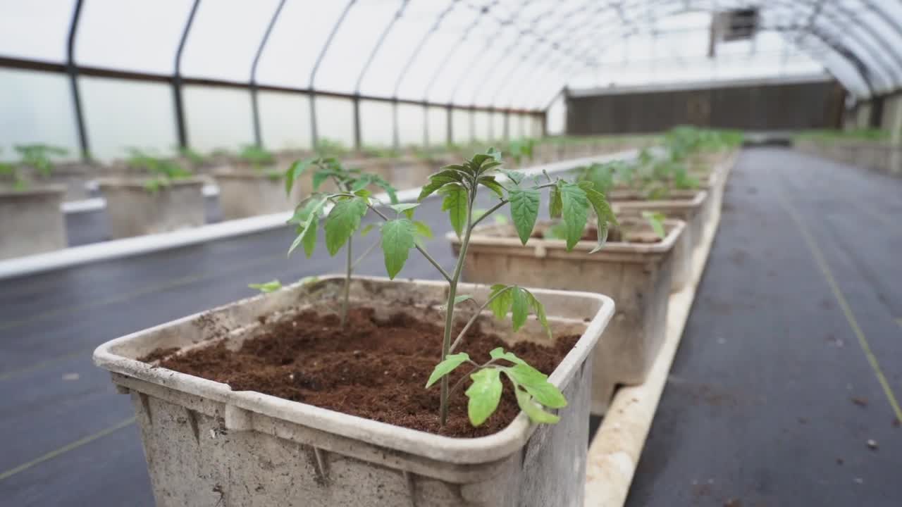 Young tomato plants recently transplanted into buckets in a greenhouse.