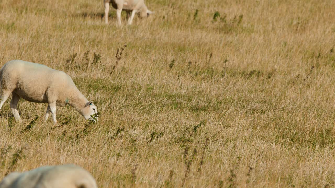 Sheep graze on sunlit grassland, gentle camera pan, natural daylight, tranquil rural environment