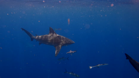 dos tiburones toro en el océano abierto - uno se da la vuelta rápidamente agarrando peces