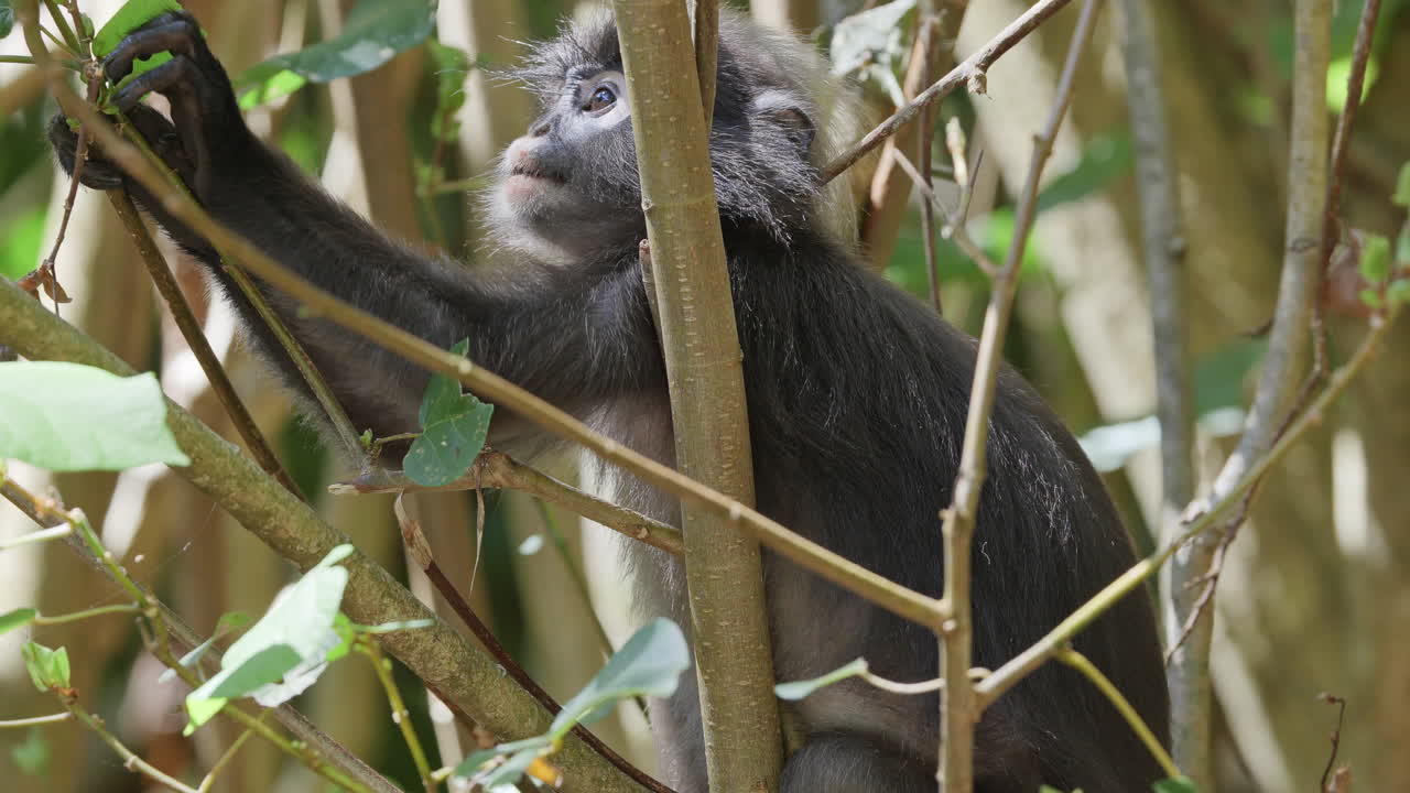 dusky leaf monkeys filmed in langkawi island, malaysia