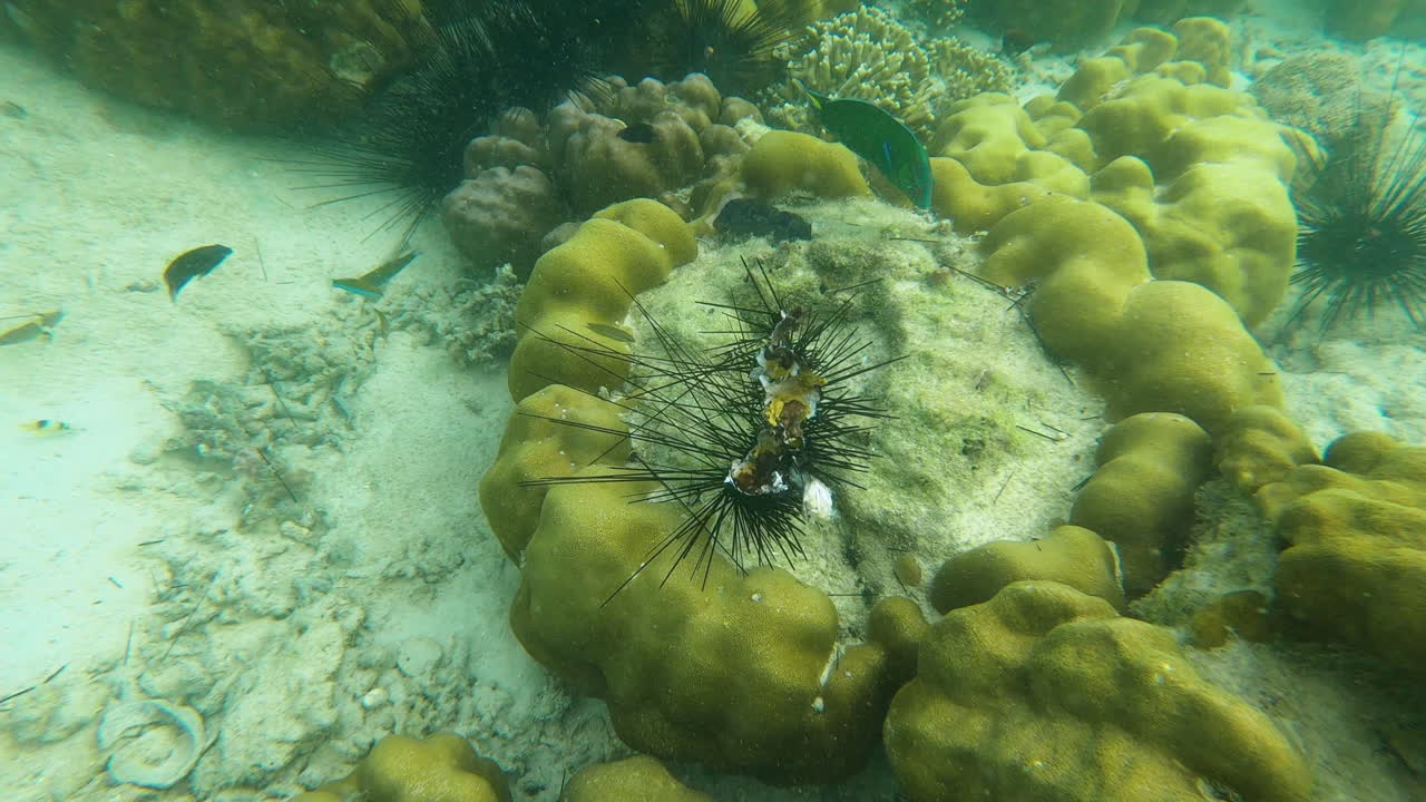 peces de luna nadando alrededor de coral de erizo de mar bajo el mar de andamán en koh phi phi, tailandia