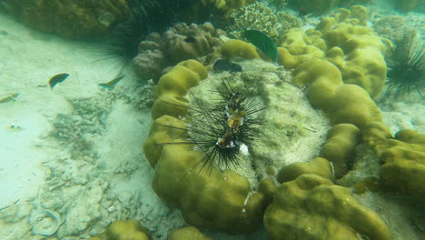 Moon-Wrasse-Fish-Swimming-Around-Sea-Urchin-Coral-Under-The-Andaman-Sea-In-Koh-Phi-Phi,-Thailand