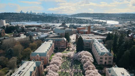 Toma-Aérea-De-Estudiantes-Relajándose-Junto-A-Los-Cerezos-En-Flor-En-La-Universidad-De-Washington.