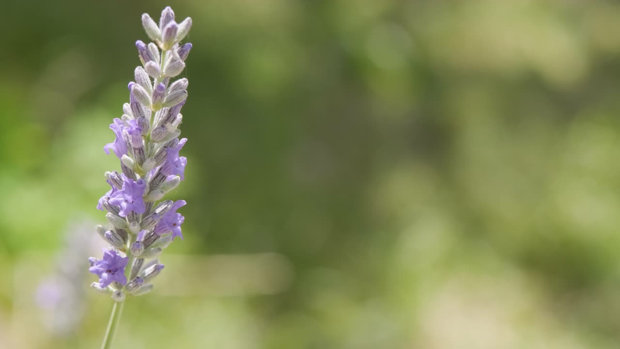 바람에 부드럽게 흔들리는 고립된 라벤더 꽃