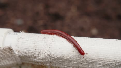 a millipede walking on white pipe at the garden, animal wildlife concept