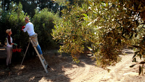 pareja cosechando aceitunas del árbol en la granja