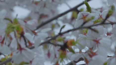 Imagen-Desenfocada-De-Ramas-De-Cerezo-En-Flor-Con-Racimos-De-Flores-Blancas-Y-Hojas-Verdes-Emergentes,-Que-Señalan-El-Comienzo-De-La-Primavera.