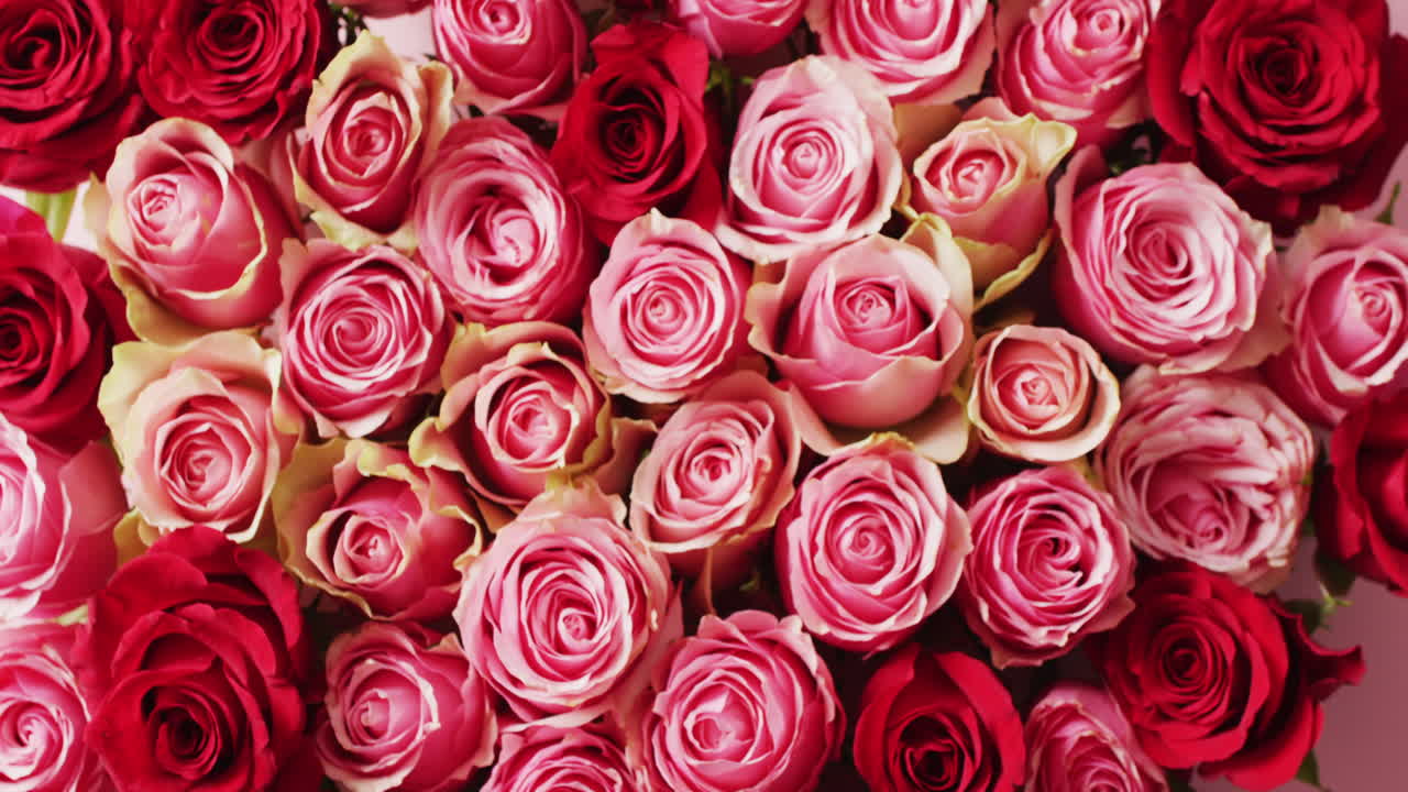 핑크색과 빨간색의 장미 머리 무리 위에 있는 풀 프레임 비디오