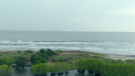 mangroves in a lakeshore and seashore