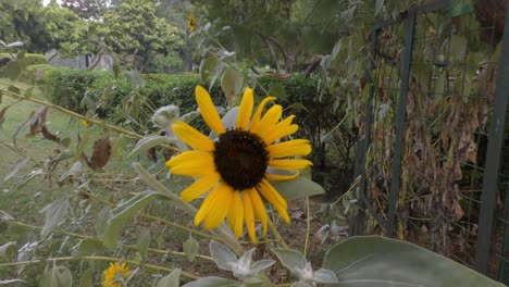 sunflower in the wild and on solo plant