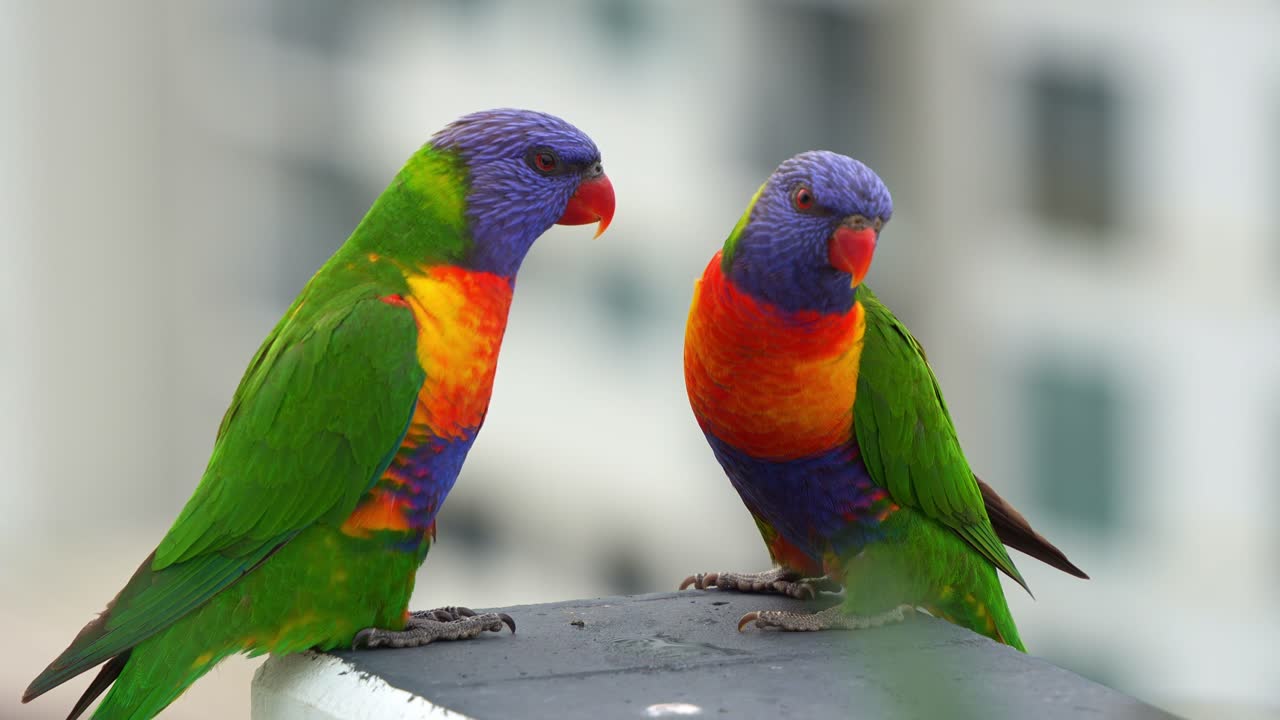 A pair of rainbow lorikeets perch on a city balcony ledge, its vivid plumage bursting with colour against the soft urban backdrop, a splash of nature in a concrete jungle, close up shot.