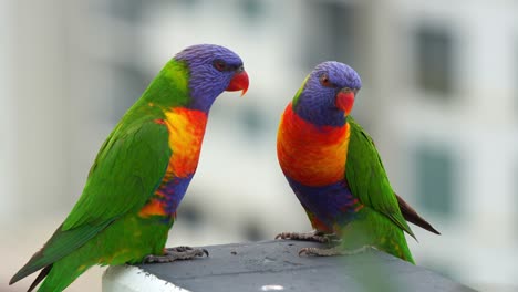 a pair of rainbow lorikeets perch on a city balcony ledge, its vivid plumage bursting with colour against the soft urban backdrop, a splash of nature in a concrete jungle, close up shot.