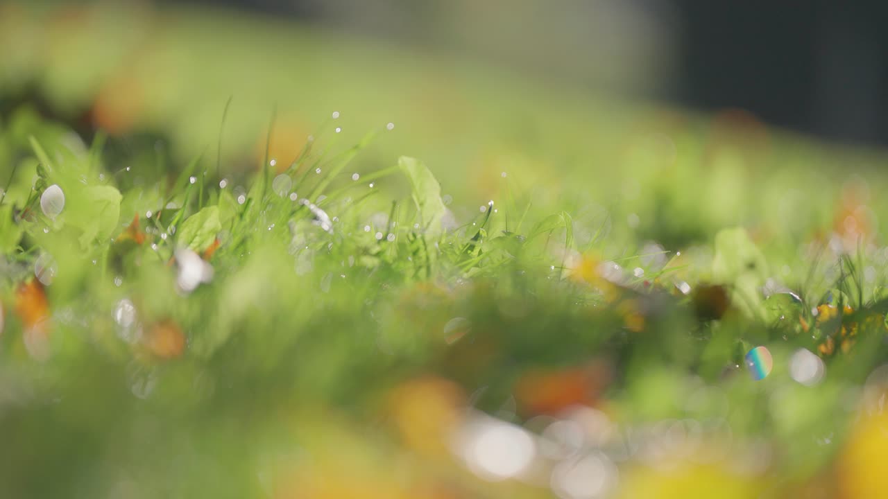 Autumn leaves in various shades of orange, red, and yellow rest on fresh green grass covered with morning dew.