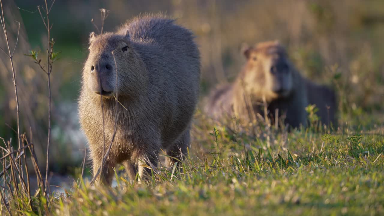 Capybara standing in tall grass field, slightly blurred background, rack focus from sitting to standing still and chewing