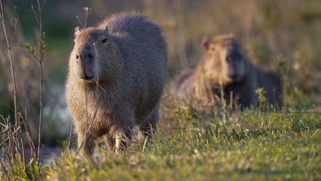 capybara standing in tall grass field, slightly blurred background, rack focus from sitting to standing still and chewing