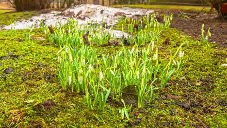 Timelapse-Of-Snowdrop-Flowers-Blooming-In-The-Field