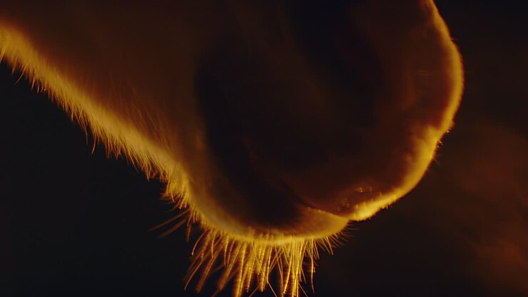 Horses muzzle blowing out breath into the cold night air