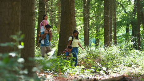 family with backpacks hiking or walking through summer woodland countryside