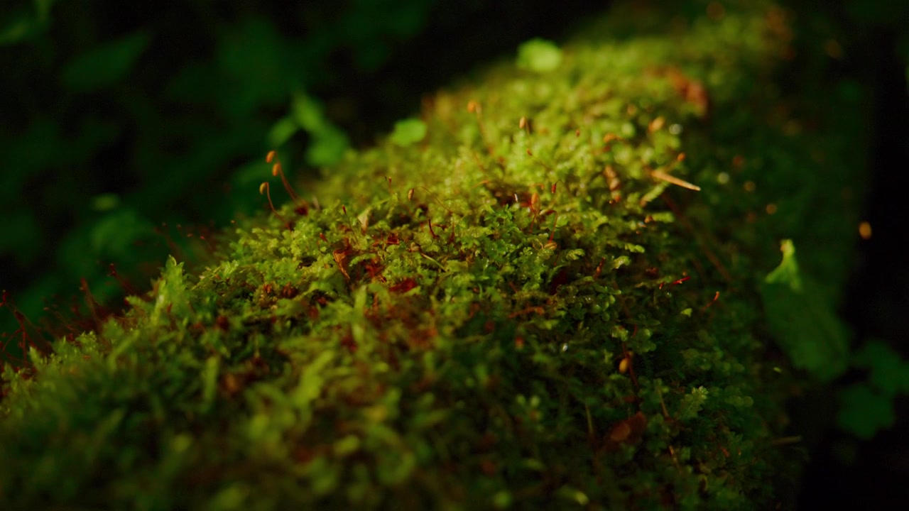 Nahaufnahme eines moosbewachsenen Baumstamms im Wald. Grüne Moosstrukturen leuchten sanft unter Umgebungslicht. Hintergrund verschwommen mit tiefen Waldgrüntönen. Ruhige, friedliche Atmosphäre evoziert die stille Schönheit der Natur