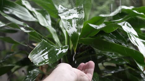 Hand,-Die-Wasser-Aus-Dem-Regen-Auffängt,-Der-Von-Einer-Pflanze-Fällt