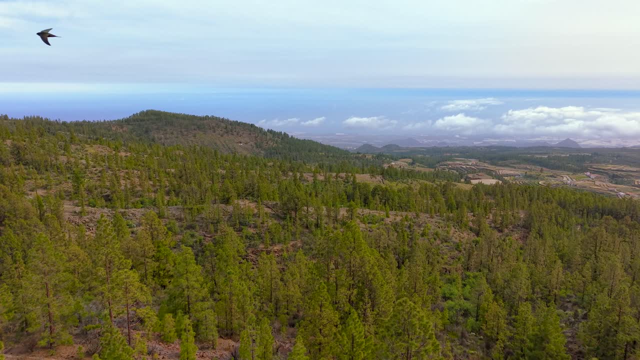 Veduta serena di una pineta delle Canarie a Vilaflor, Isole Canarie, dall'alto.