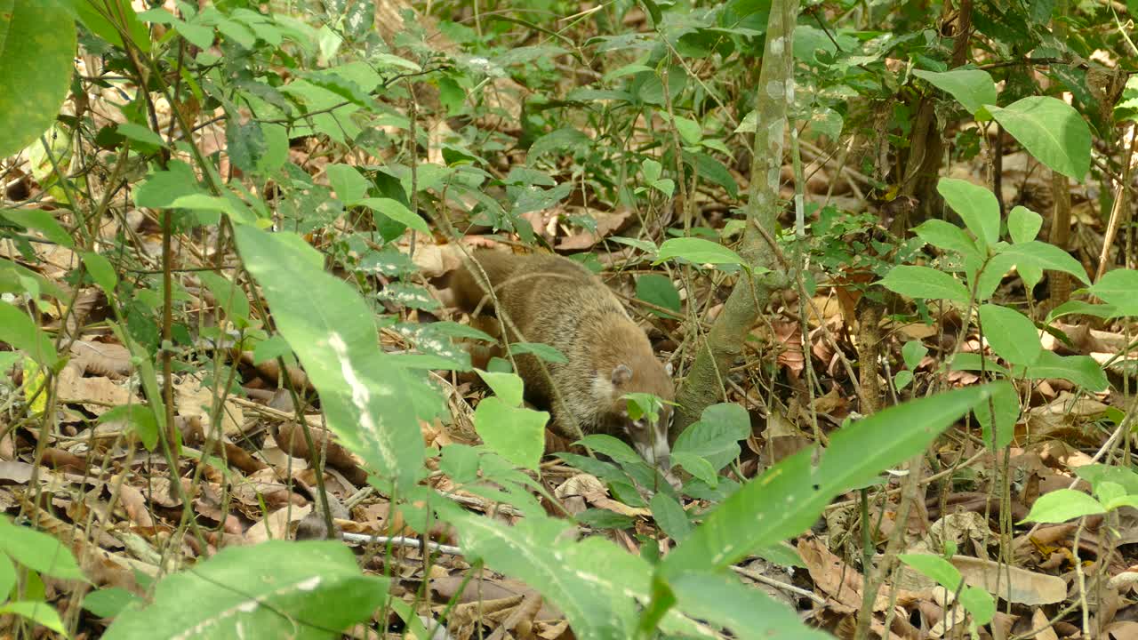 Bellissima mamma coati che cammina nella giungla con il suo cucciolo al seguito.