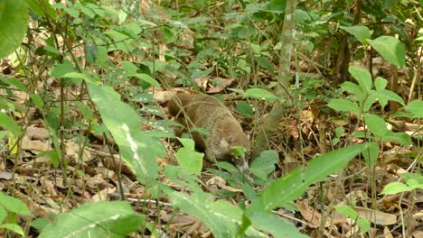 Hermosa-Madre-Coatí-Caminando-En-La-Jungla-Con-Su-Bebé-Detrás