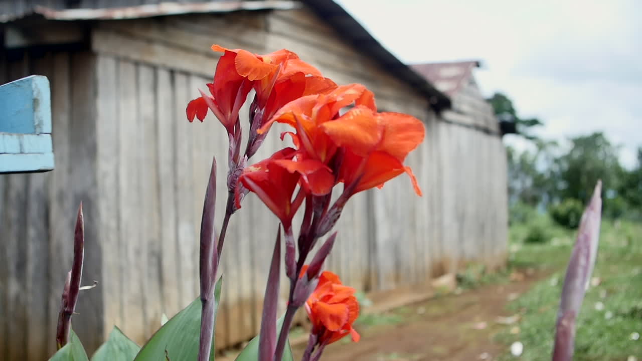 flores en un pueblo mondolkiri en camboya