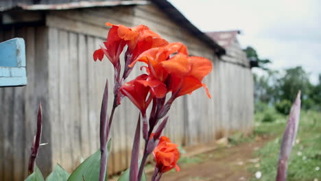 flowers in a mondolkiri village in cambodia