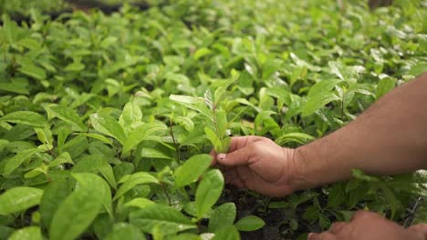 man hand planting native south america yerba mate in a greenhouse