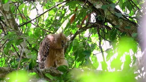 魚烏 (buffy fish owl) 是一個大型烏,但卻是四種烏中最小的