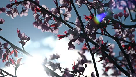 cámara lenta de flores de cerezo