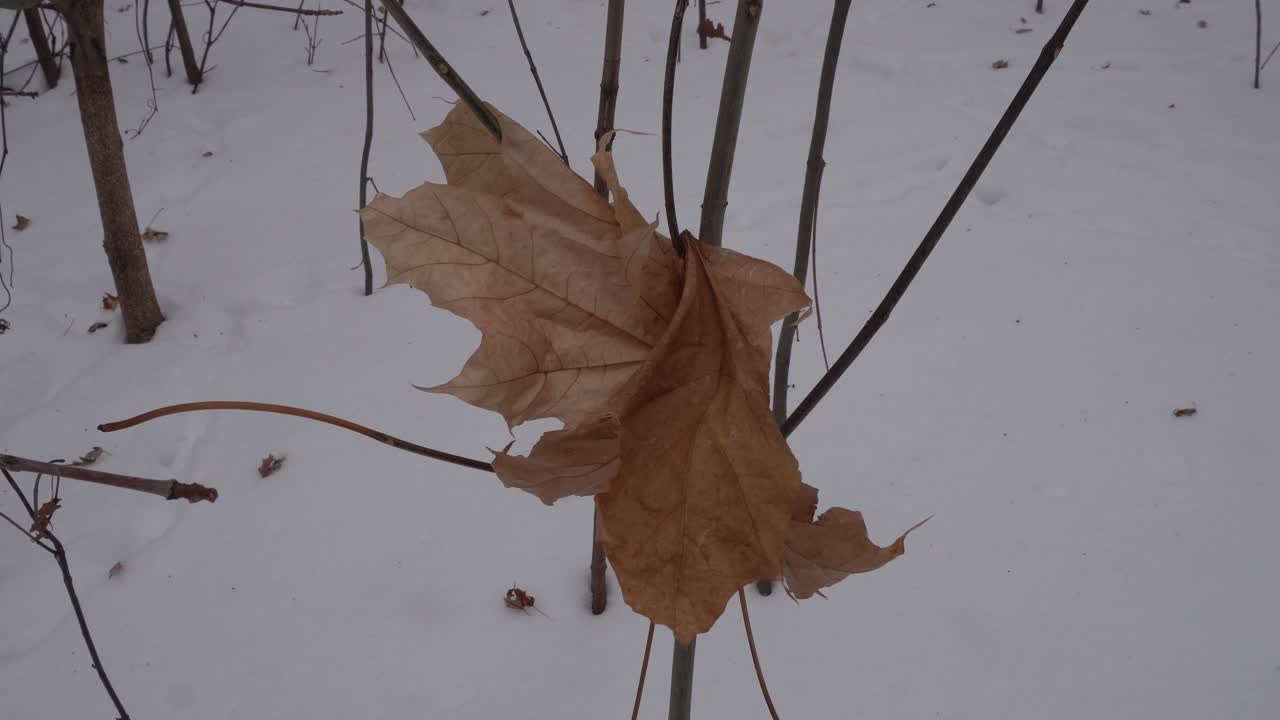 Yksi kuivunut ruskea vaahteranlehti kiinni ohuissa puunoksissa lumisessa talvimaisemassa.