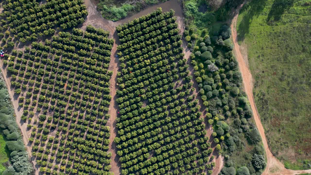 video de drones 4k del estanque de invierno rehovot, la vida aislada de la temporada de lluvias, rehovot israel