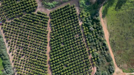 video de drones 4k del estanque de invierno rehovot, la vida aislada de la temporada de lluvias, rehovot israel