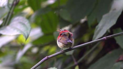 a crimson sunbird sitting on a branch in a garden