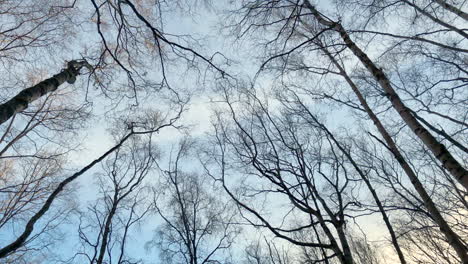 tilt up looking up through the bare branches of birch trees at the sky as warm late afternoon light lights up the tops