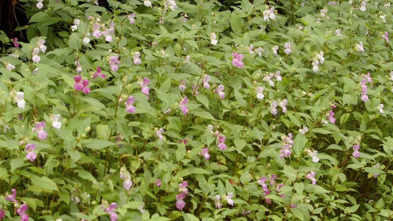 tomada amplia de impatiens balsamina balfourii en el valle de garw, afan, cynonville