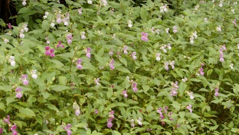 wide shot of impatiens balsamina balfourii at garw valley, afan, cynonville