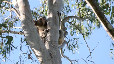 koala salvaje descansando entre las ramas de un eucalipto australiano nativo