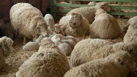 merino herd of sheeps in barn