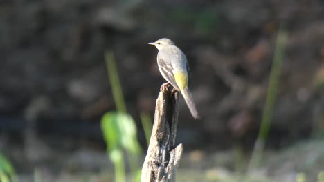 bullocks oriole chilling on lake mp4