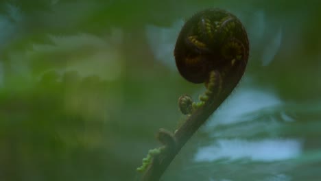 fern in pine forest in new zealand. curled up fauna