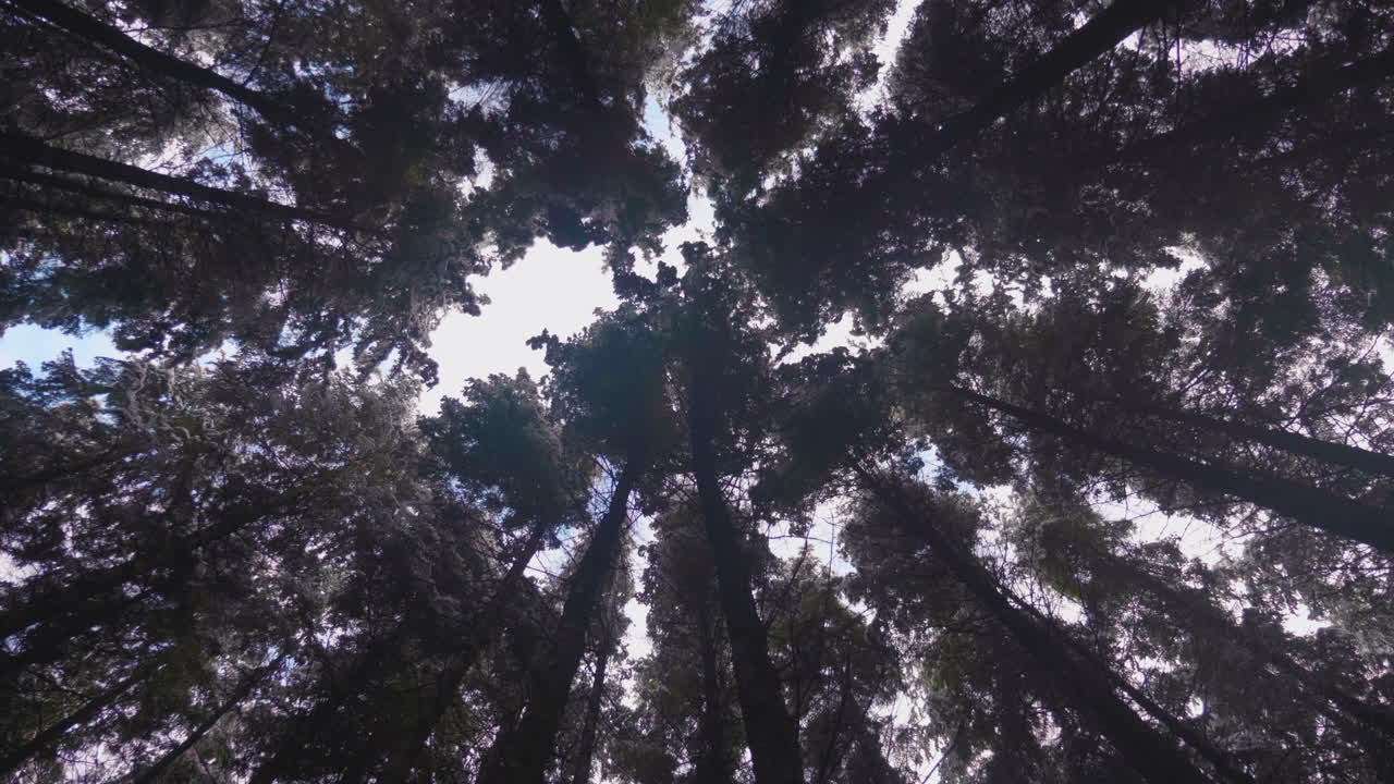 Silhouette Of Trees Canopy In Winter Forest Under Bright Morning Sky - Low-Angle Shot