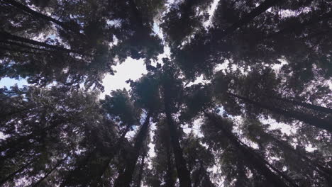 silhouette of trees canopy in winter forest under bright morning sky - low-angle shot