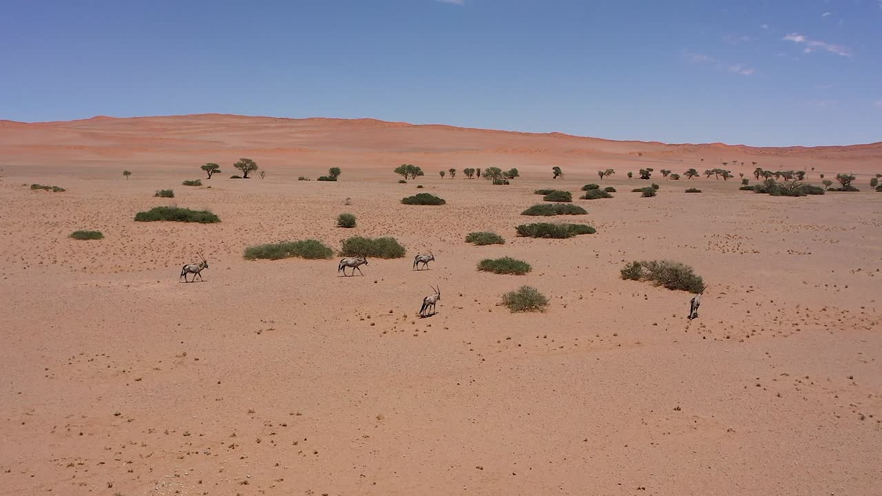 A beautiful tracking shot of antelopes running through the Namibian desert on a sunny day Outdoor, no people, wilderness